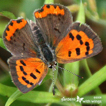 small orange and brown butterfly