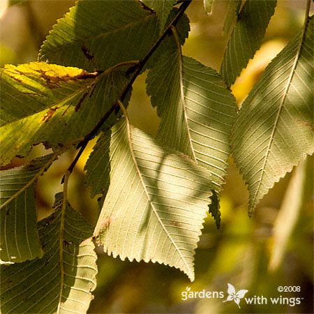 American Elm Tree