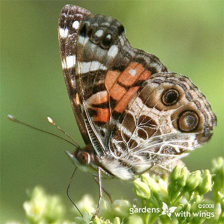 real brown butterfly with orange and white pattern