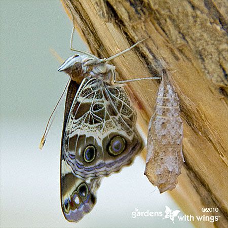 American Lady butterfly and chrysalis