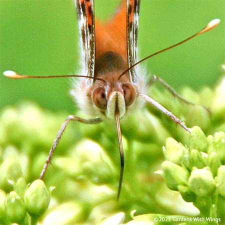 butterfly proboscis sucking nectar from white flower