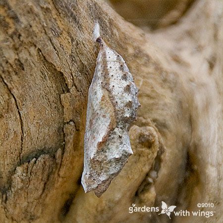 butterfly chrysalis