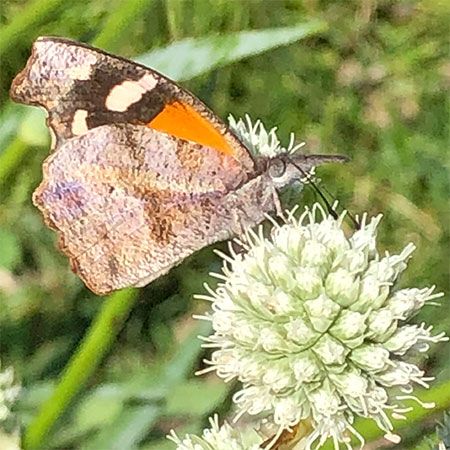 brown butterfly with orange and white spots