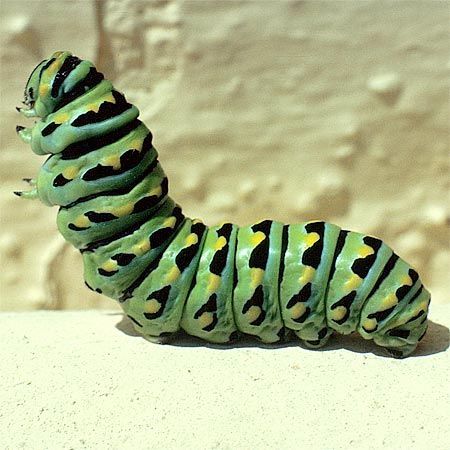 green and blarge green, black, and yellow larva