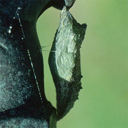 green bumpy pupa hanging from wood