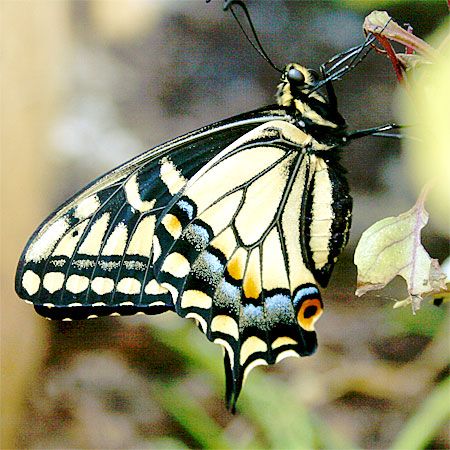 anise swallowtail, yellow, black, blue butterfly