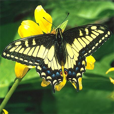 Anise Swallowtail - yellow butterfly with black stripes and black around edges