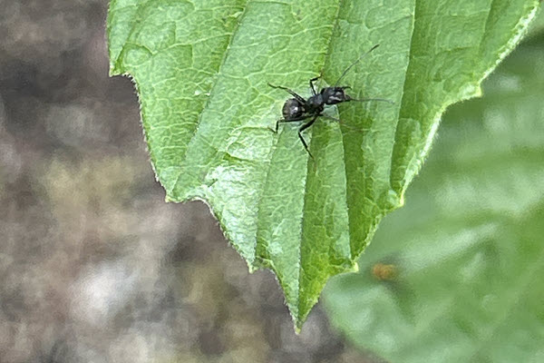 Small black ant crawling on a serrated green leaf, close-up macro shot.