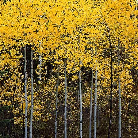 Aspen Tree