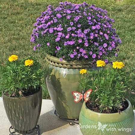 purple and yellow flowers in pots