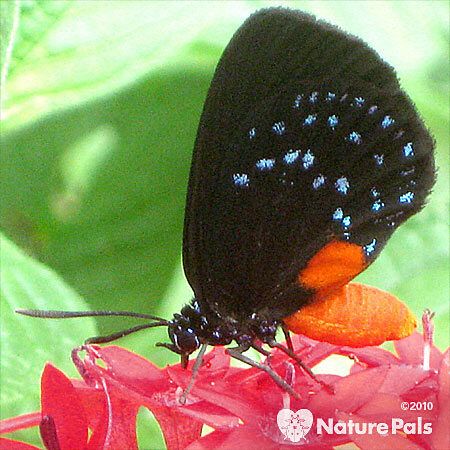 black butterfly wings and white spots and red abdomen