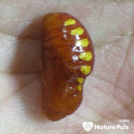 smooth brown-red chrysalis with yellow markings