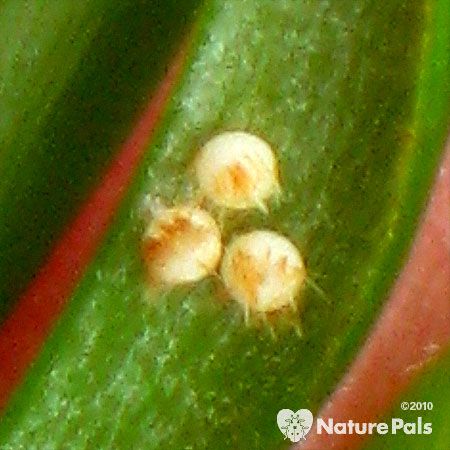 yellow eggs with orange spots