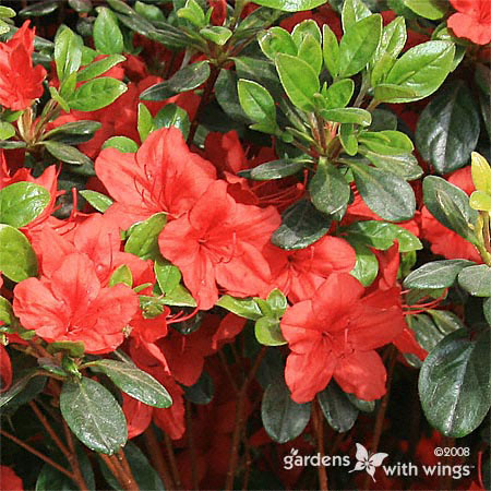 Azalea Flowers