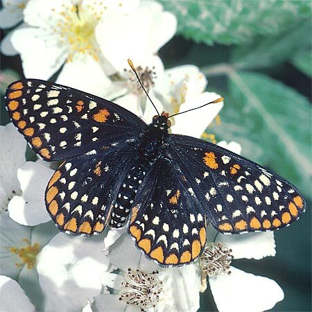 Baltimore Checkerspot