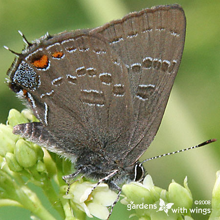 gray butterfly with red spot