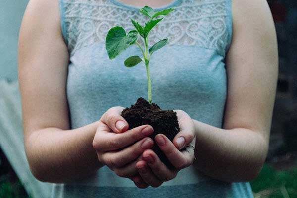 Person gently holding a small seedling sprouting from soil in cupped hands