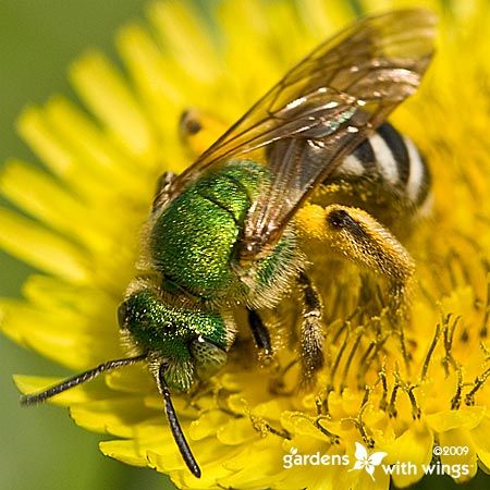 yellow flower pollen on bee