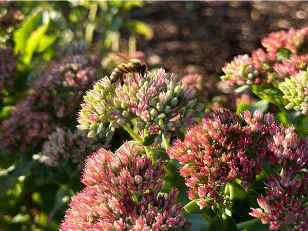 bee flower2 | Gardens with Wings