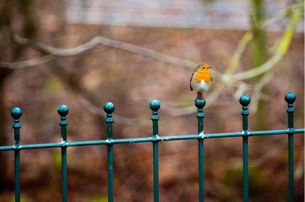 bird3 | Gardens with Wings