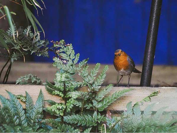 bird5 | Gardens with Wings