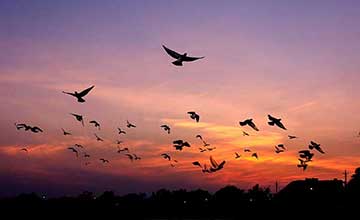 | Gardens with Wings birds flying