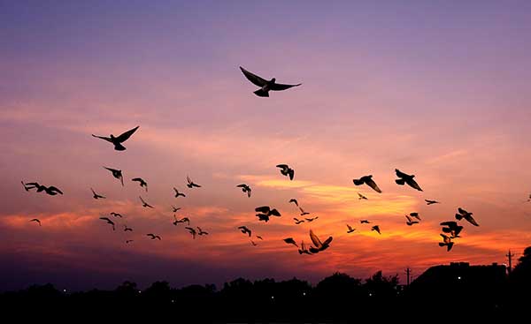 birds flying | Gardens with Wings colorful sky with birds flying