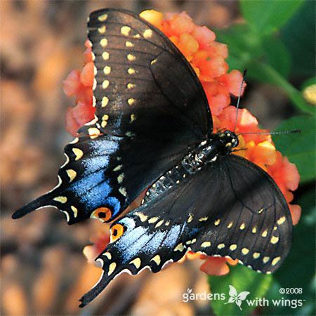 black and blue butterfly with white and red dots