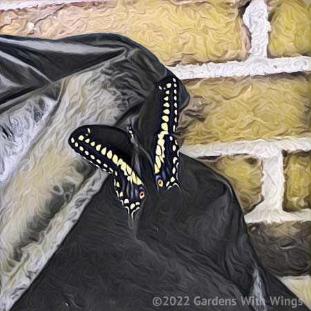 Stylize black butterfly with yellow marketing on the grill cover