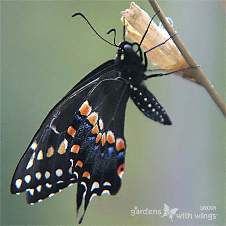 large black blue orange butterfly drying wings