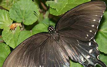 black butterfly on green leaves
