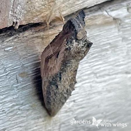 brown chrysalis hanging on wood