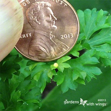 yellow round butterfly egg compared to a penny