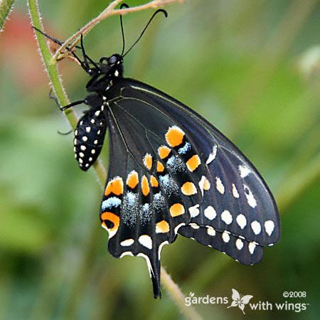 black butterfly with orange, white, and blue markings