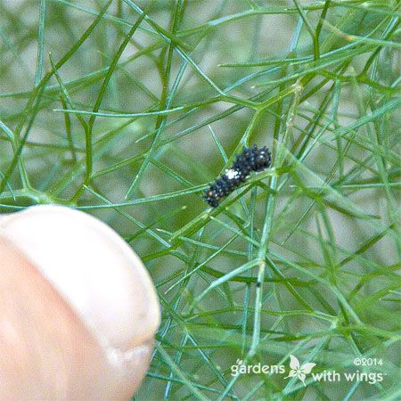 small black larve with white band