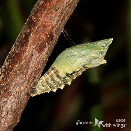 green chrysalis hanging from silk thread