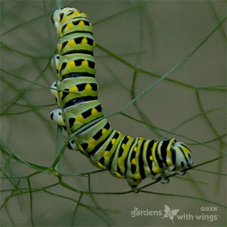 green and black swallowtail larva