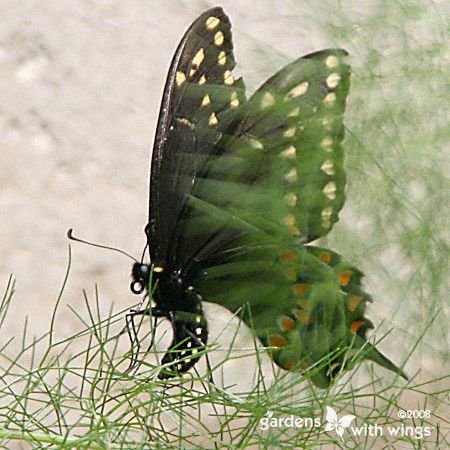 large black butterfly and fennel