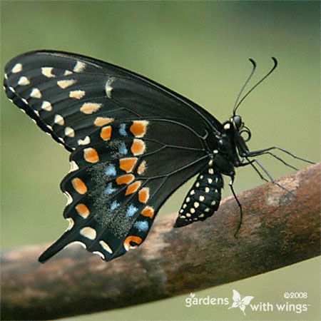 butterfly thorax and abdomen - black with white dots