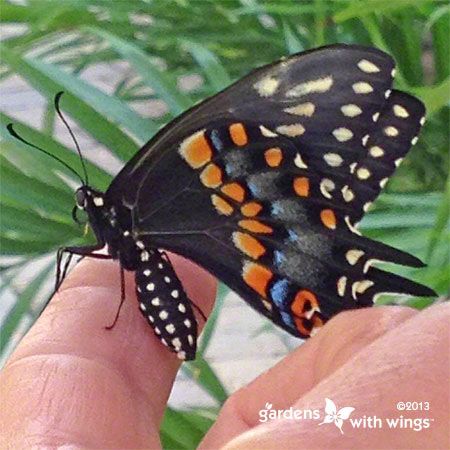 black and orange butterfly