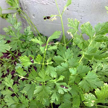 black swallowtail caterpillars on parsley