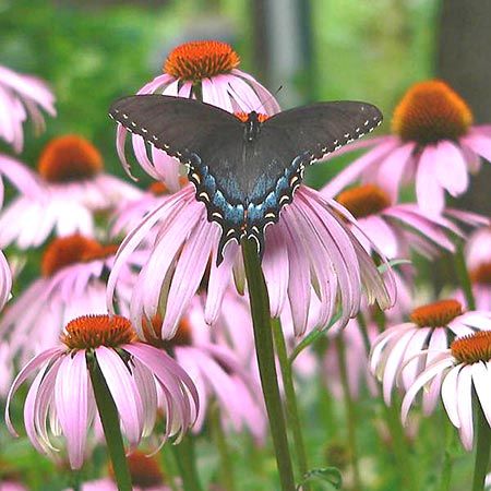 black and blue butterfly on purple flowers