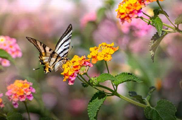 black white butterfly lantana | Gardens with Wings Butterfly with striped wings perched on bright orange lantana flowers in a garden setting