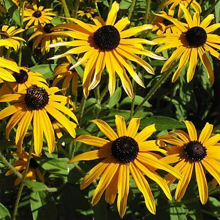 Black-Eyed Susan