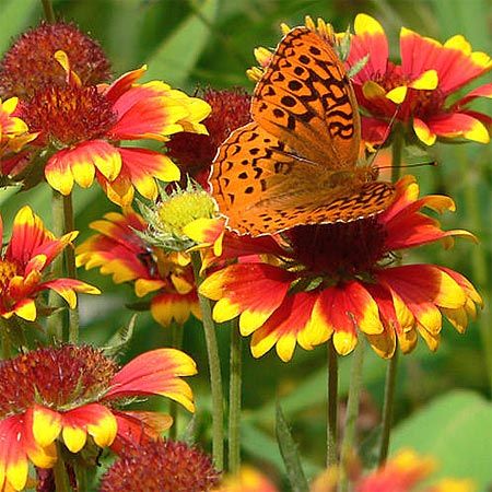 flowers for butterfly