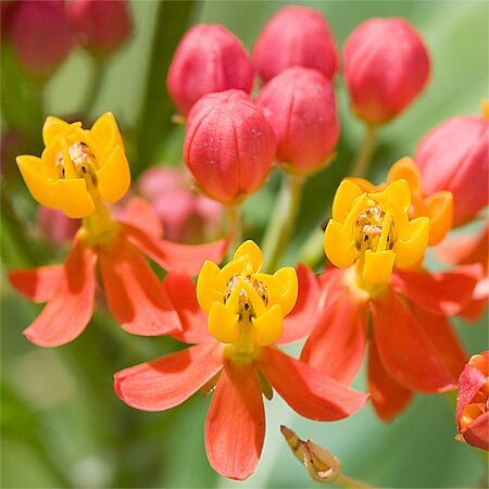 Tropical Milkweed