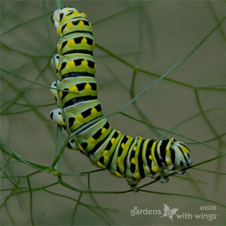 second stage of butterfly life cycle is the caterpillar
