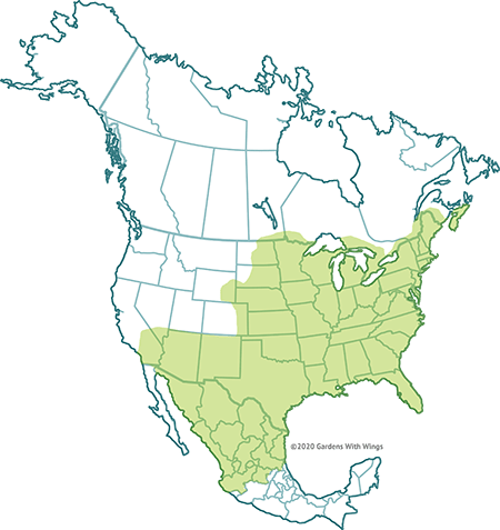 black swallowtail flight range map