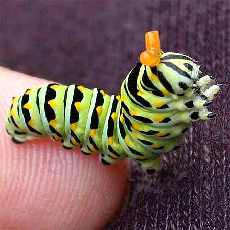 organ fork link organ extending from caterpillar