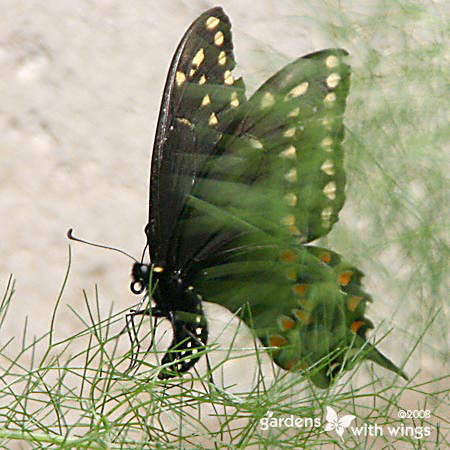 black female butterfly laying eggs